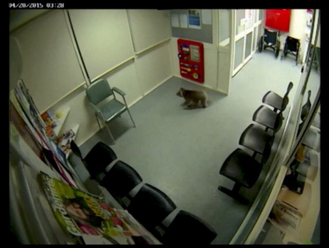 Κοάλα κόβει βόλτες σε νοσοκομείο της Αυστραλίας